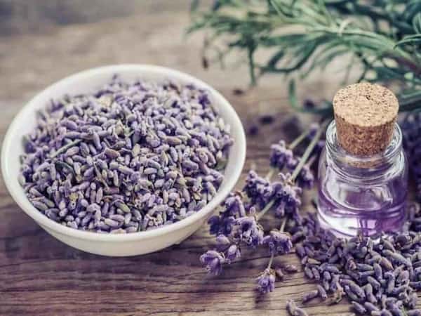 تصویر 1 از خرید و فروش گل گاوزبان اسطوخودوس با شرایط فوق العاده